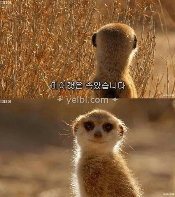 오늘은 오피셜 안뜰꺼같으니, 박원재때처럼 단독이라도 하나 올라왔으면..